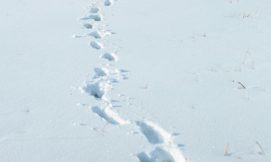 Sneeuwpret of winterleed?